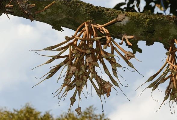 Nhận biết đen mắt cua sầu riêng