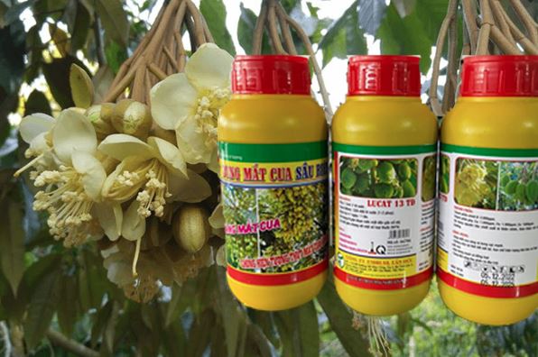 Cách khắc phục đen mắt cua sầu riêng