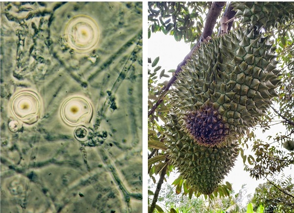 Nam-Phytophthora-,-nguyen-nhan-chinh-gay-benh-thoi-trai-cay-sau-rieng