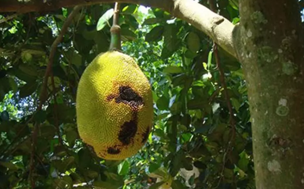 Bệnh thối trái trên cây mít Thái: Dấu hiệu bệnh