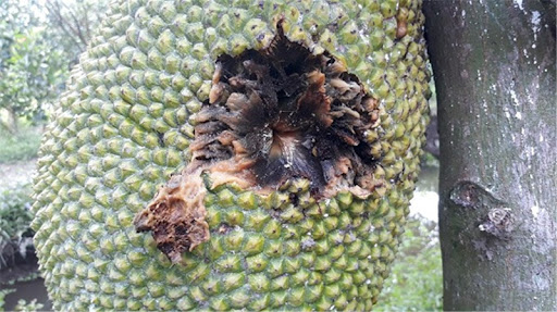 Bệnh thối trái trên cây mít Thái: Cách phòng trừ bệnh