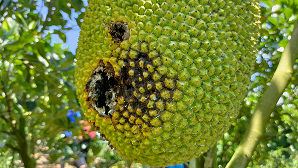 Bệnh thối trái trên cây mít Thái: Nguyên nhân