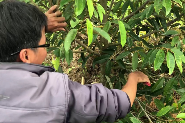 Tia-canh-,-tia-choi-cho-cay-sau-rieng-vao-mua-mua