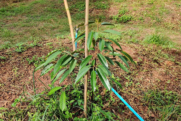 Cham-soc-cay-sau-rieng-con-moi-trong