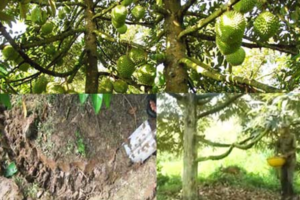 Cung-cap-dinh-dương-cho-cay-sau-rieng-vao-mua-mua