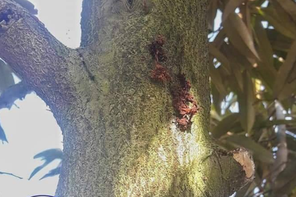 Kiem-soat-sau-benh-tren-cay-sau-rieng---Sau-duc-than