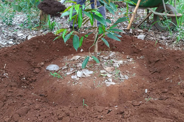 Bon-phan-can-doi-cho-cay-sau-rieng-vao-mua-mua