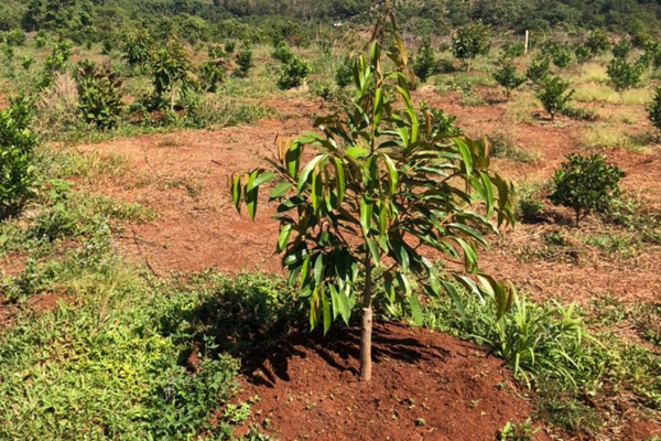 Chu-trinh-cham-soc-cay-sau-rieng-con