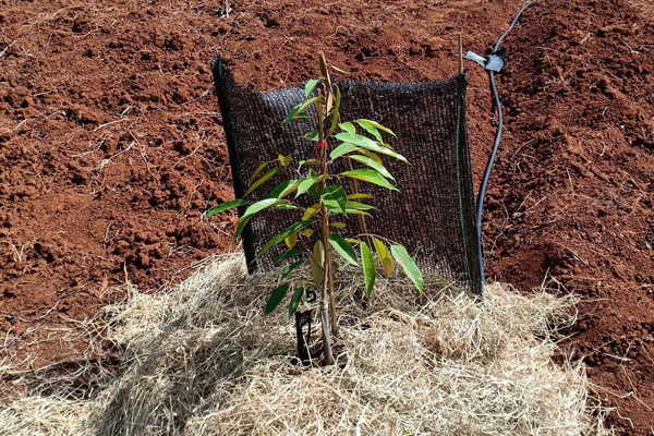 Cham-soc-cay-sau-rieng-con-moi-trong