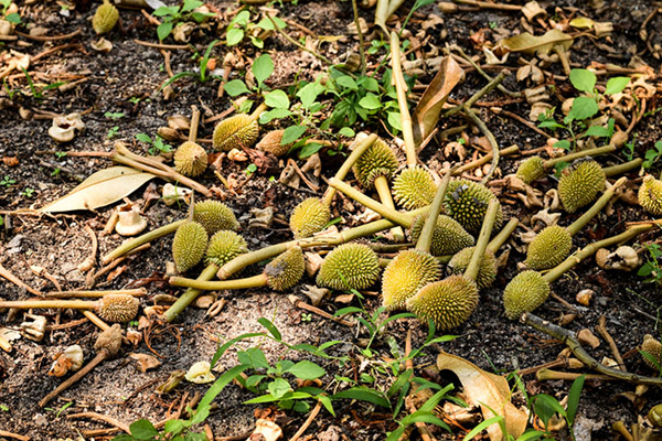 Rung-trai-non-o-cay-sau-rieng-do-soc-nhiet