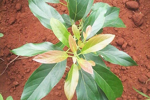 Chuan-bi-dat-trong,-chuan-bi-ho-trong-cay-bo