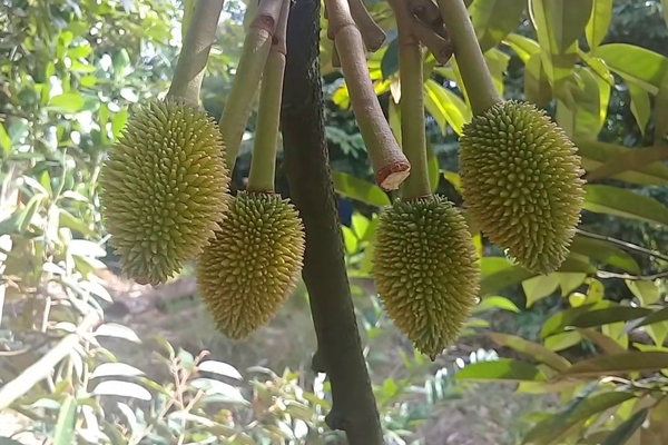 Bien-phap-han-che-tinh-trang-rung-trai-non-o-cay-sau-rieng