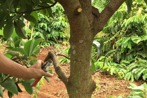 Cat-tia-canh-tao-tan-cho-cay-bo