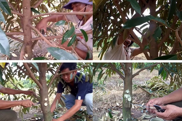 Vi-sao-phai-cat-tia-cay-sau-rieng?