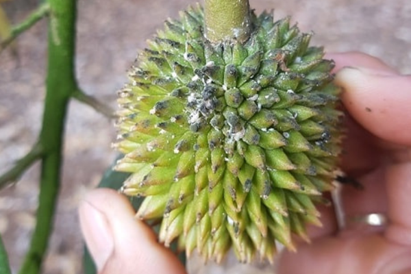 Kiem-soat-sau-benh-tren-cay-sau-rieng---Rep-sap