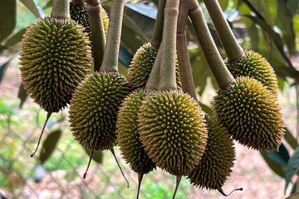 Xac-dinh-thoi-diem-bon-phan-bon-goc-cho-sau-rieng