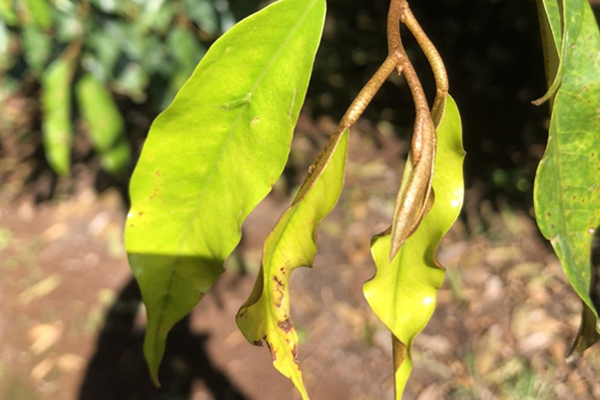 Tai-sao-can-phai-giai-doc-chat-chan-dot-cho-sau-rieng