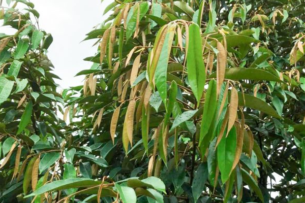 Cach-giu-la-sau-rieng-xanh-va-khoe-manh