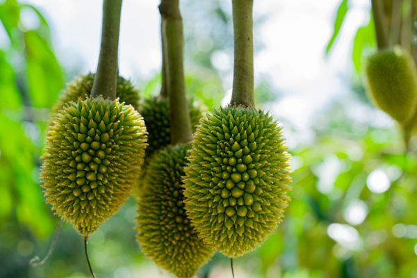 Ky-thuat-tia-trai-sau-rieng