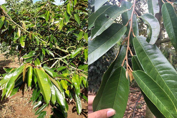 Quy-trinh-thuc-hien-giai-doc-chat-chan-dot-cho-sau-rieng