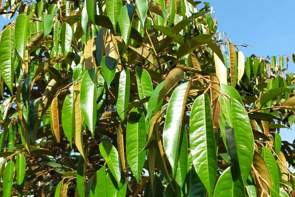 Cơi đọt sầu riêng non xanh mơn mởn là giai đoạn cây hấp thụ dinh dưỡng để phát triển tối ưu