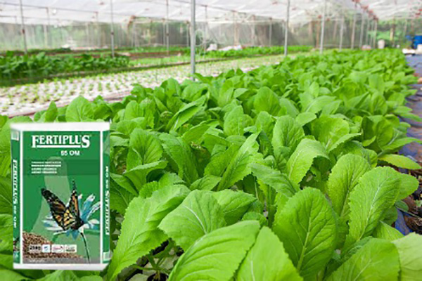 phan-huu-co-fertiplus-65-om