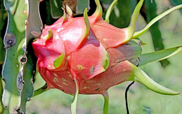 phong-tru-benh-dom-nau-tren-cay-thanh-long