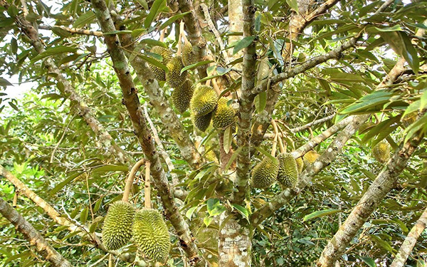 phong-tru-benh-hai-cho-sau-rieng