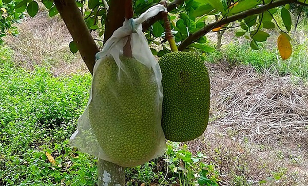 phong-tru-sau-benh-hai-cho-cay-mit