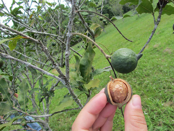 phong-tru-sau-benh-hai-mac-ca