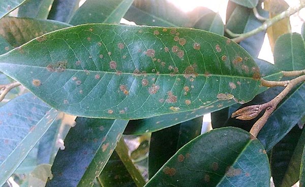 phong-tru-sau-benh-trong-mua-kho-han