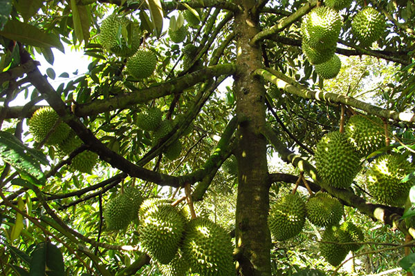 phong-va-tri-benh-cho-cay-sau-rieng