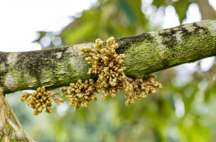 Làm bông sầu riêng 2024: Các bước cần chuẩn bị sau khi cây đã thu hoạch