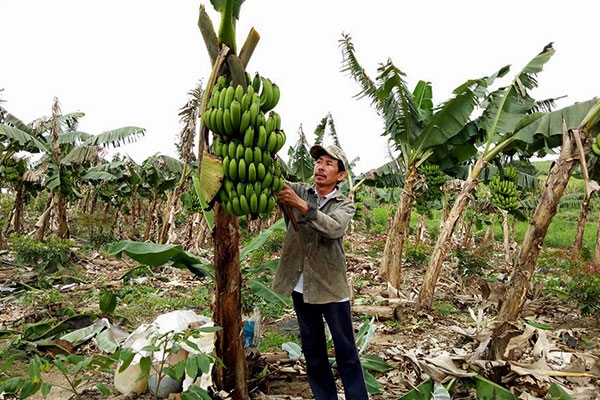 quy-trinh-trong-va-ky-thuat-cham-soc-chuoi