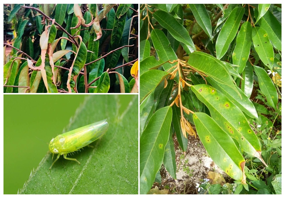 Rầy xanh gây hại trên lá sầu riêng