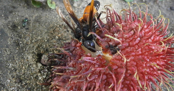 sau-bo-hai-chom-chom