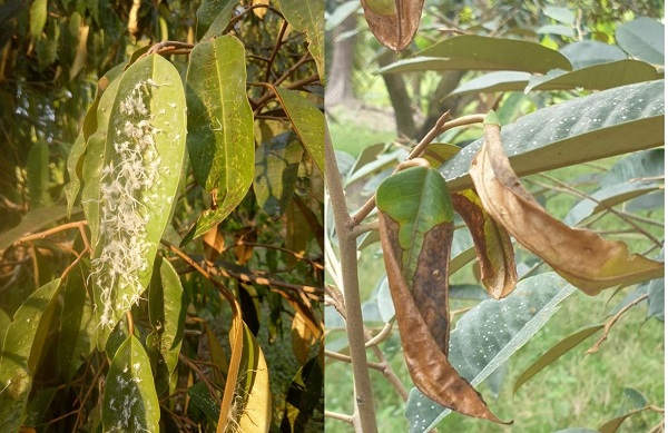 Ray-nhay-,-ray-xanh-hai-sau-rieng