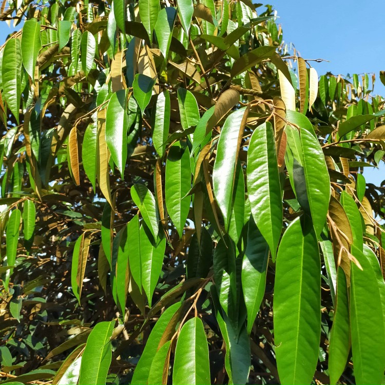 Thời điểm nào thích hợp để thực hiện cách kéo đọt sầu riêng?