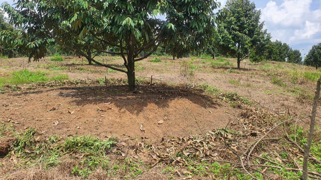 Tăng cường cải tạo đất, bổ sung vi sinh vật có lợi cho cây