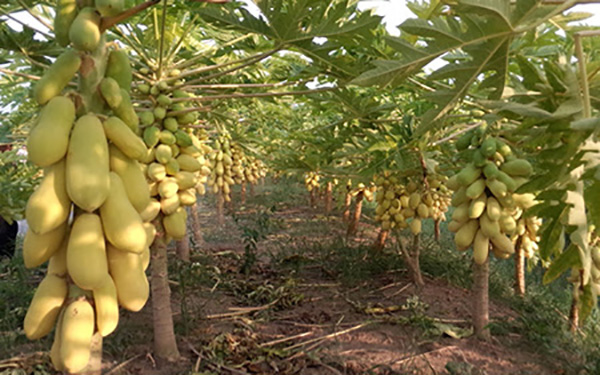 ky-thuat-trong-cay-du-du