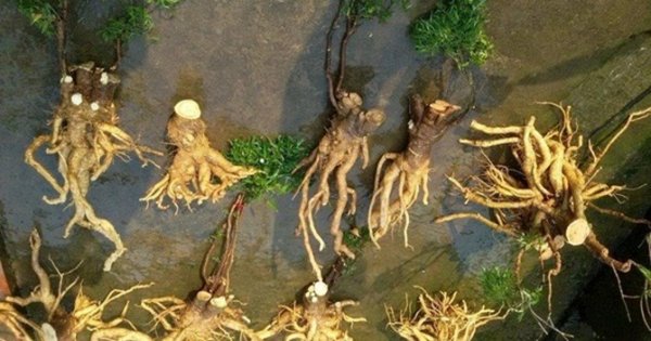 thu-hoach-cu-dinh-lang