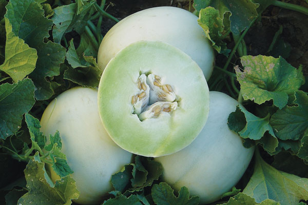 thu-hoach-dua-le-sieu-ngot