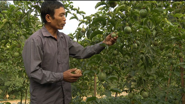 thu-hoach-qua-chanh-day