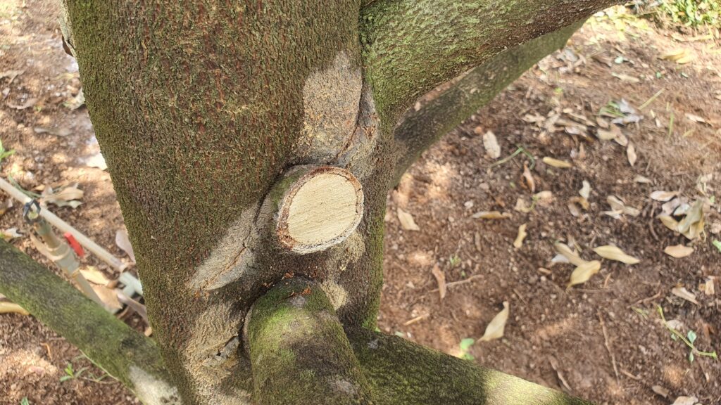 Tiến hành cắt tỉa các cành khô và cành sâu bệnh