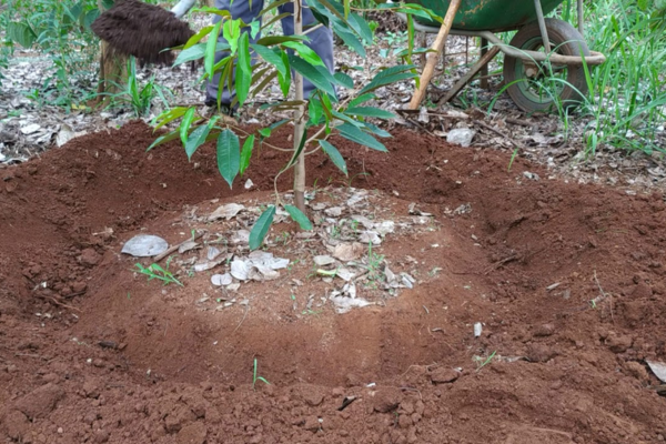 Không rải phân sát gốc để tránh làm cháy rễ