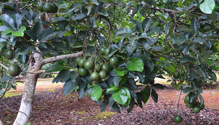 Chuẩn bị đất trồng, dụng cụ và vật tư trước khi trồng cây bơ tại miền Bắc