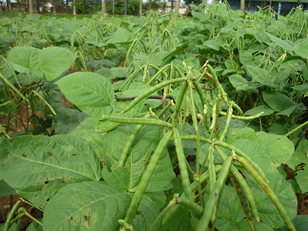 rong-cay-dau-xen-canh-cay-bo