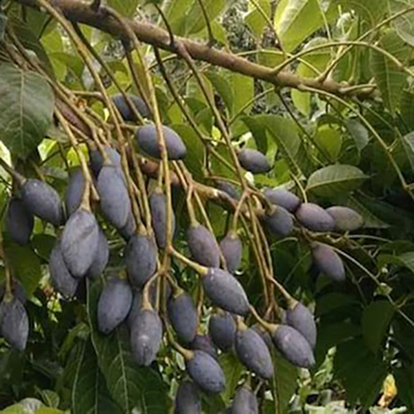 rong-va-cham-soc-cay-tram-den