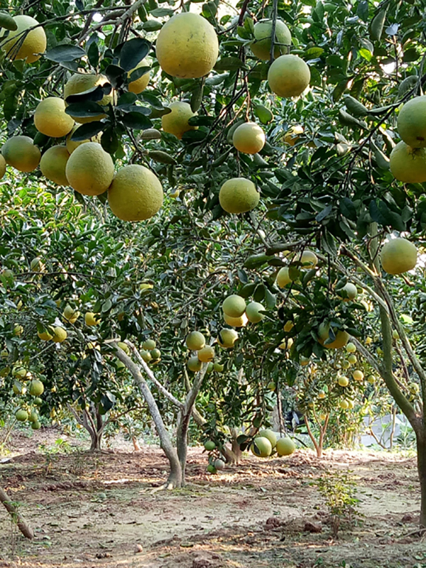 trong-va-cham-soc-vuon-cay-an-qua