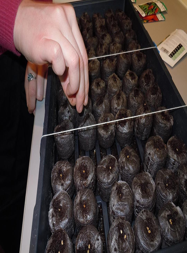 truc-tiep-hat-ca-phe-uom-giong-vao-bau-uom